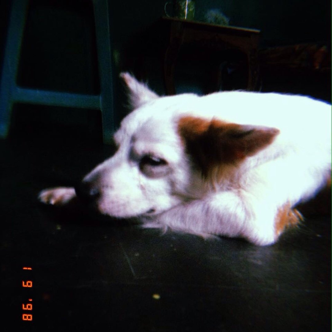 bimarhdka's tweet photo. Selamat jalan bet, nuwun wes dinei kesempatan ngerumat dan ngancani 6 tahun iki. Jah bless! #gibet https://t.co/eLjLuwMUYX