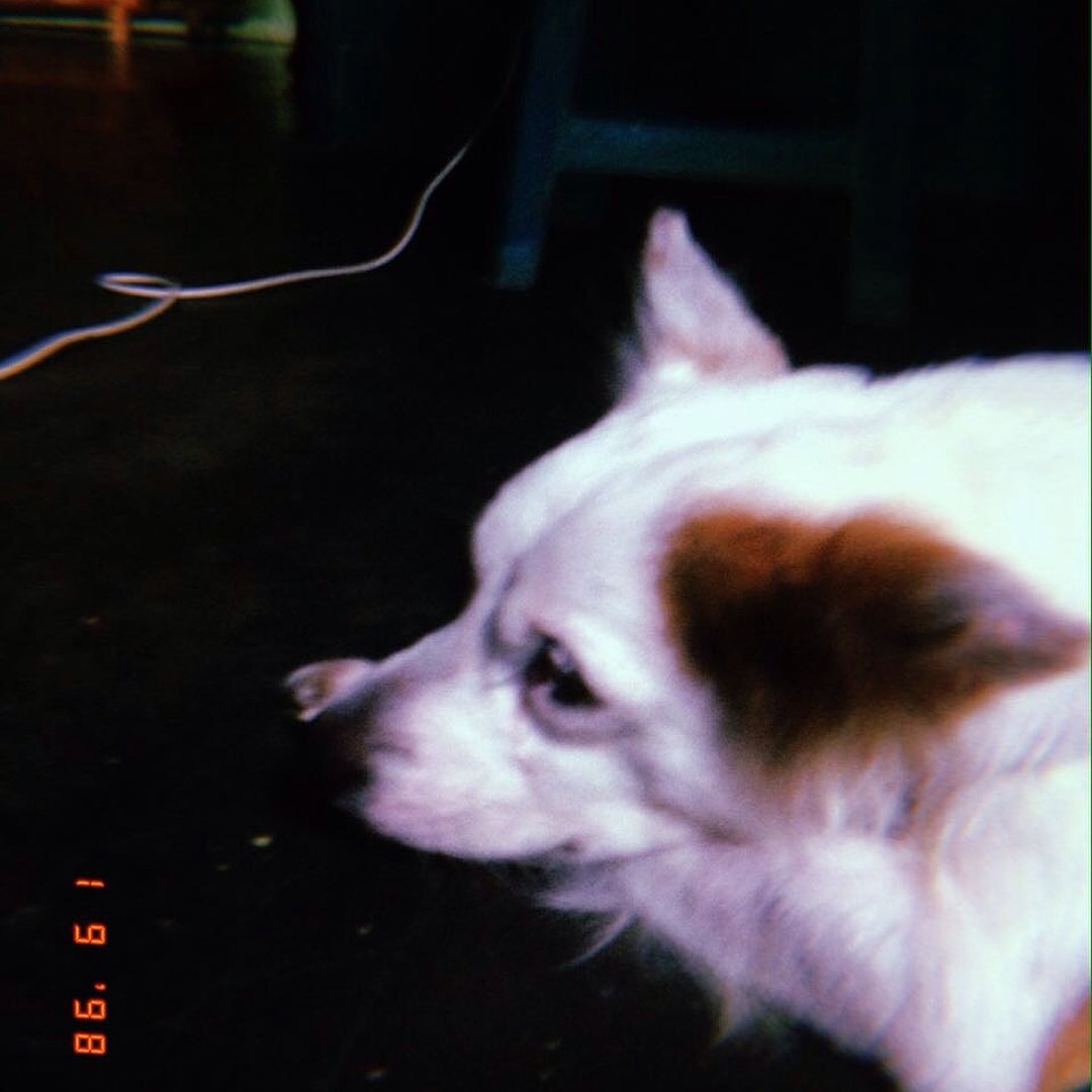 bimarhdka's tweet photo. Selamat jalan bet, nuwun wes dinei kesempatan ngerumat dan ngancani 6 tahun iki. Jah bless! #gibet https://t.co/eLjLuwMUYX