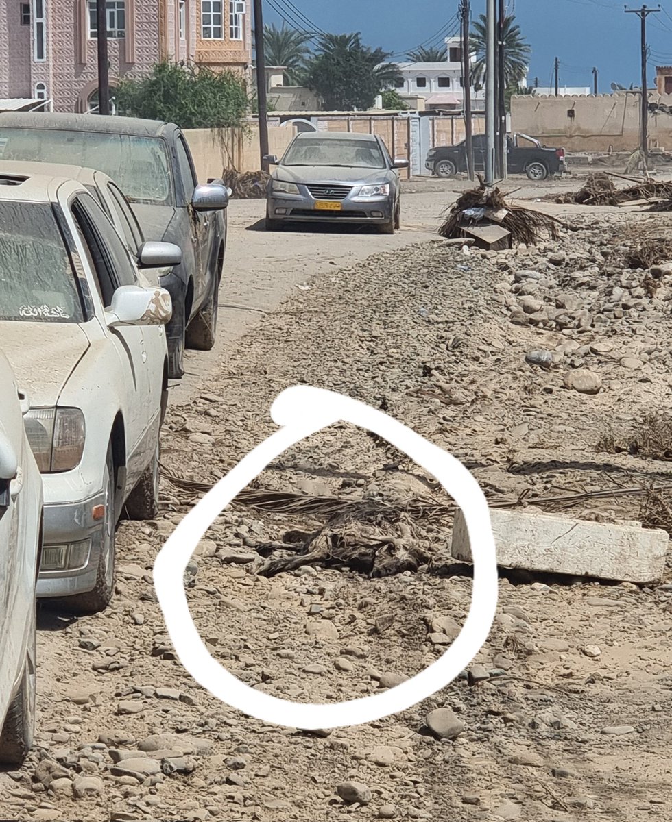 اليوم الخامس 
قصبية الحواسنة
 مواشي متحللة بين المنازل تسبب روائح كريهه  وتتجمع حولها الحشرات
أمراض لاتحمد عقباها

أين دور بيئةوأين دور الحكومة وأين المساعدات الحكوميةبعد دخولنا اليوم الخامس

 نحن أبناءهذا الوطن ف أين الحكومة؟

#الخابورة
#قصبية_الحواسنة
#شاهين
#عمان_عظيمة_بشعبها