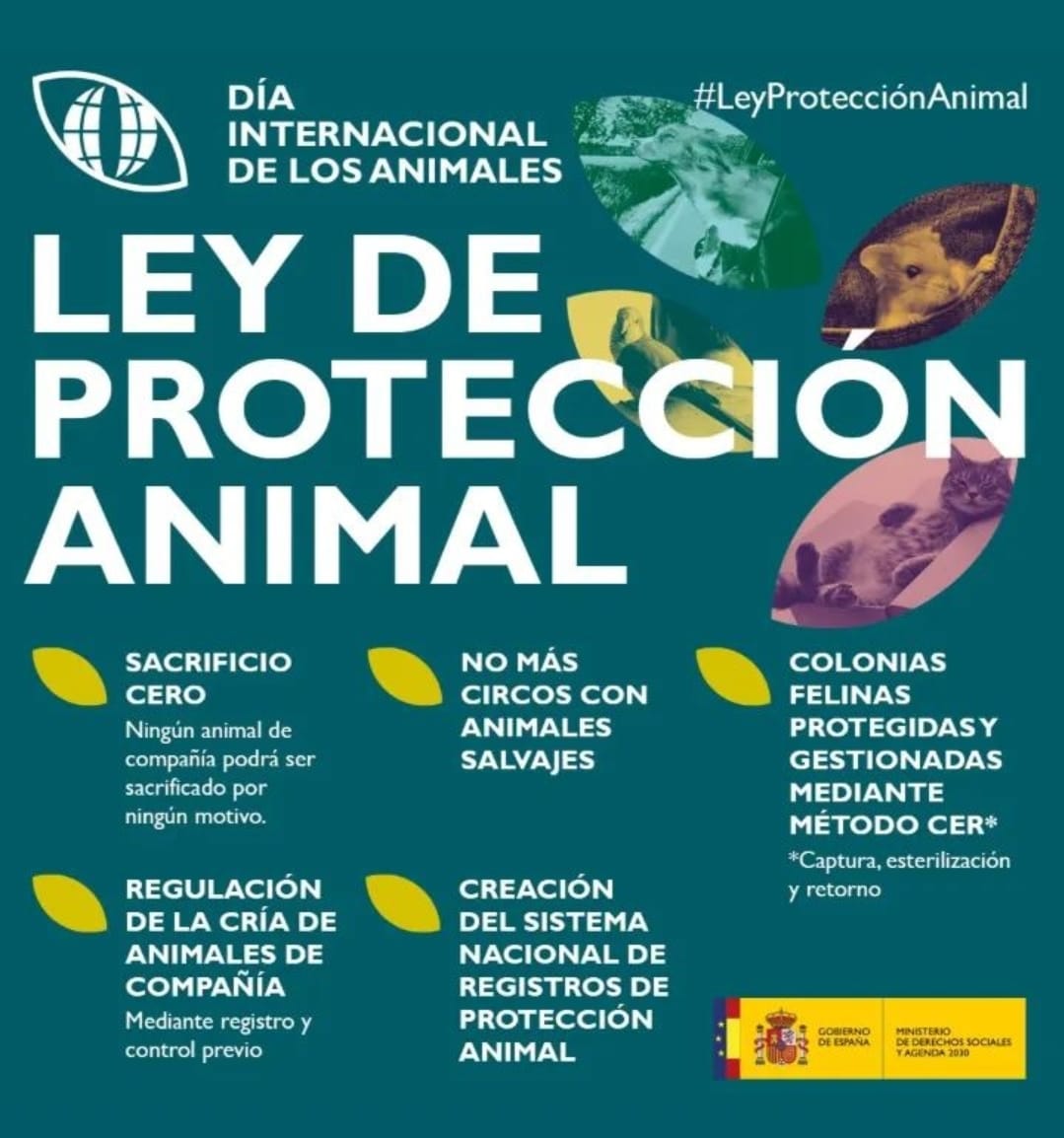 🏛🇪🇦 Ayer se presentó la #LeyProteccionAnimal, que será llevada al Consejo de Ministros en noviembre, y que beneficiaría a miles de animales, con sanciones de 600 a 600.000€ para quienes vulneren la ley. 

Abrimos hilo para explicar algunas de sus medidas 👇 🐶🐱