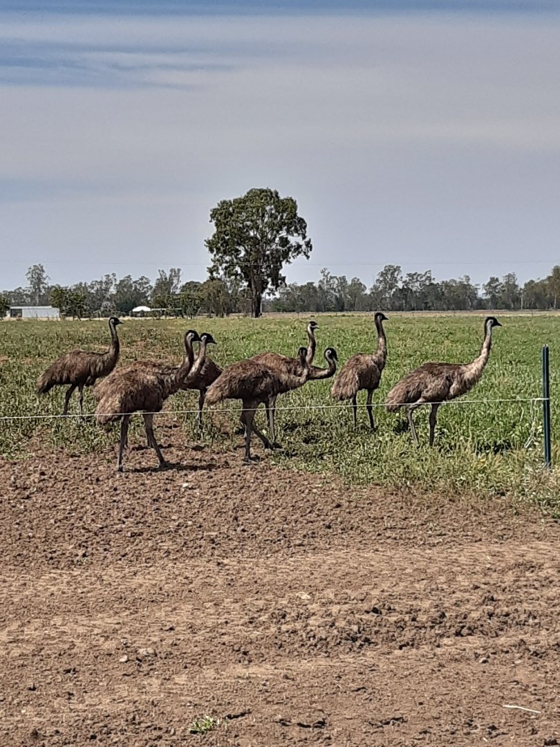 netley_farm's tweet photo. This motley crew decided they needed to see what Dale was up to this morning 
#regenfarmer #emu #farminginaustralia #Australia #regenerativeagriculture #holisticplannedgrazing https://t.co/gqaIJ027qG