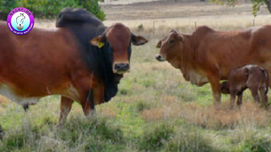 NAGRC_DB's tweet image. #Averageperformance 
*Daily weight gain:450g
#Attributes:
*Boran has high fertility,longevity, low calf mortalities &amp;amp; easily herded
*Can live &amp;amp; perform well on low quality feed,disease resistant
*Good cross with the Bostaurus cattle for both meat and milk production @beinepeter