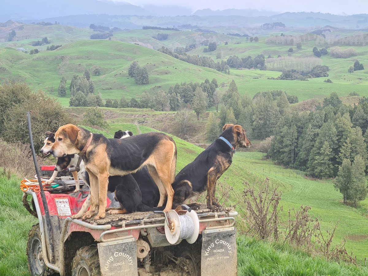 Finally had our first day of docking. Great to get started.  Dogs &amp; I were a bit rusty, hopefully the weather holds and we all sharpen up😄