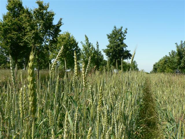 OrgResCent's tweet photo. 🌳🐑Thank you to everyone who has donated to support #farmingwithtrees🌳🐑

Only 3% of the UK’s farmland contain trees in fields... our project will help the 70% of farmers who want to plant trees, do so. 

To find out more or to donate click here 👉 https://t.co/Eac6nytfMu https://t.co/MgZnTZmcTn