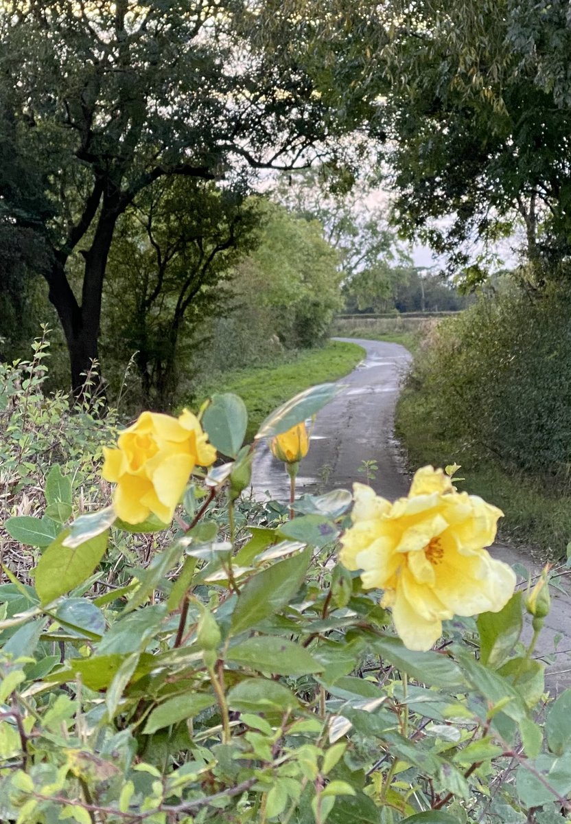 feel_paul's tweet photo. #itsgrimupnorth #rural #stroll #photo #photography #lifestyle @RamblersGB #countryside #wildroses #makeithappen #keepitcountry #farfromthemaddingcrowd with #Bonnie #demonic #borderterrier in #godsowncounty #highcatton @sbib_bloom @East_Riding #Yorkshire https://t.co/Bd9fOY5BKl