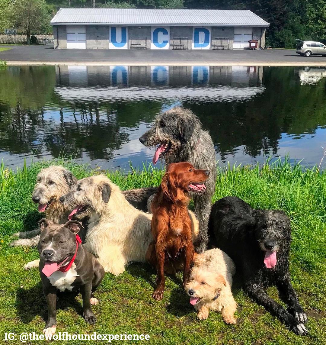 7 dogs, some very big some quite small in front of the UCD Rowing club