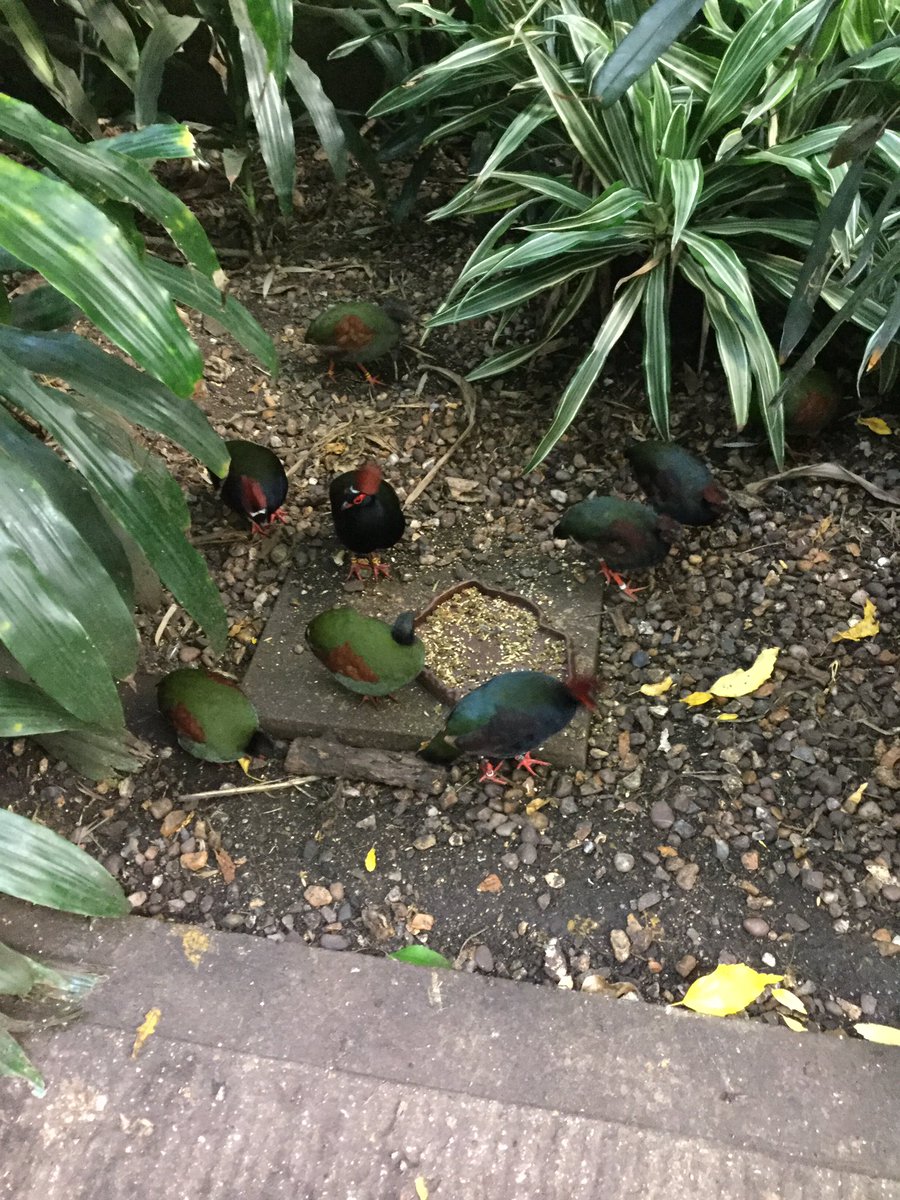 CarrdusYear3's tweet photo. Year 3s had a wonderful visit to the Living Rainforest yesterday! #carrdusschool #livingrainforest @CarrdusYear3 https://t.co/Od5qezLHui