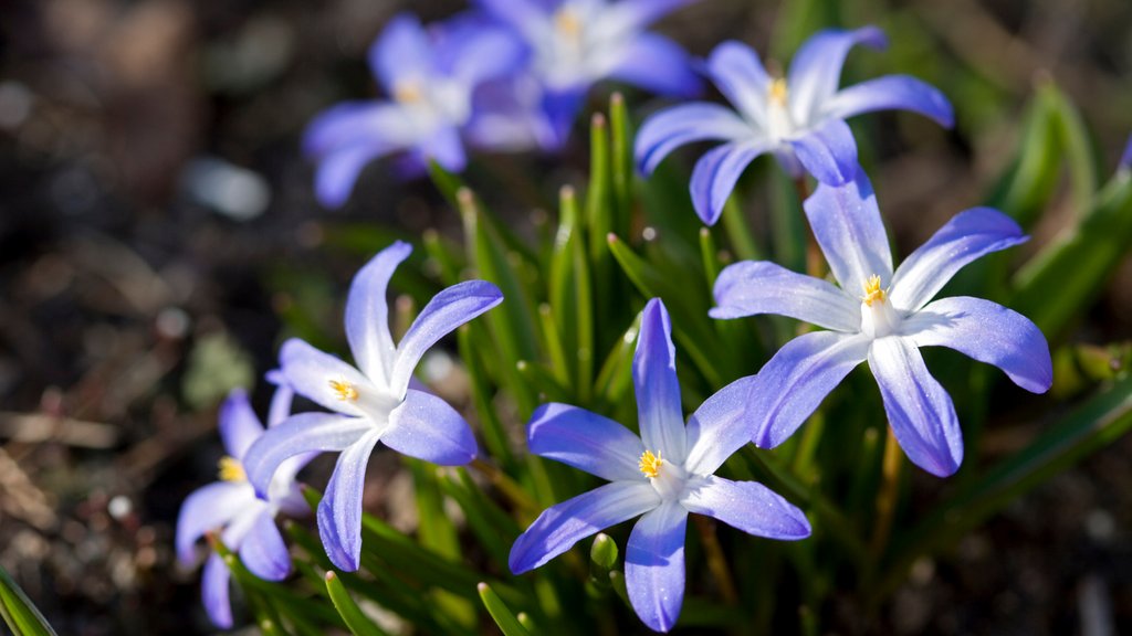 ILoveTulipa's tweet photo. One of the earliest and loveliest spring-flowering bulbs, Chionodoxa forbesii 'Blue Giant' (Glory of the Snow) is a bulbous perennial boasting blue flowers, with a white eye. https://t.co/qqrDpTDaeN

#Sneeuwroem #Chionodoxa #Chionodoxaforbesii #perennial #springbulbs https://t.co/cjt4lhhT51