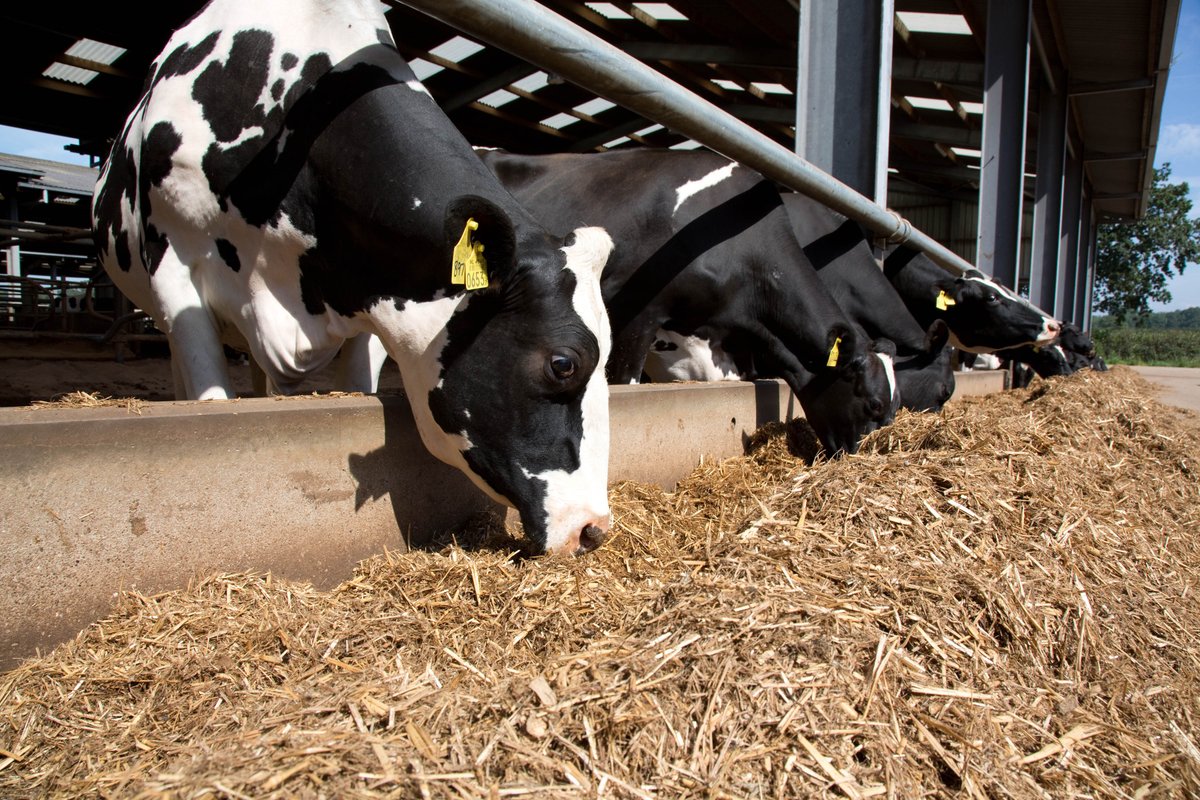 ElancoLivestock's tweet photo. Have you got your winter rations planned? Now is the time to look at what forage you’ve got available to plan winter diets. Getting the nutritional balance right is key to maintaining herd health and productivity #WinterRations #TeamDairy https://t.co/P5r4QTTl2j
