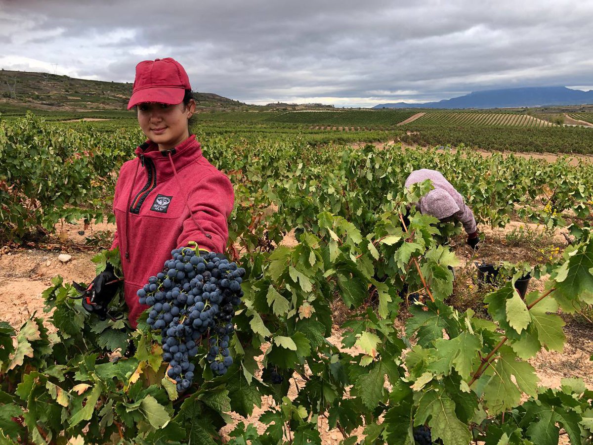 paconadal's tweet photo. Estoy en La Rioja. Y no he venido por casualidad. Están en plena vendimia. Un momento espectacular para viajar a La Rioja. Todo es vida y actividad y las bodegas están a tope (también hoteles y restaurantes!!) Has visto alguna vez la vendimia? #temerecesLaRioja 
#DescubreLaRioja https://t.co/Qzkx98GoMD