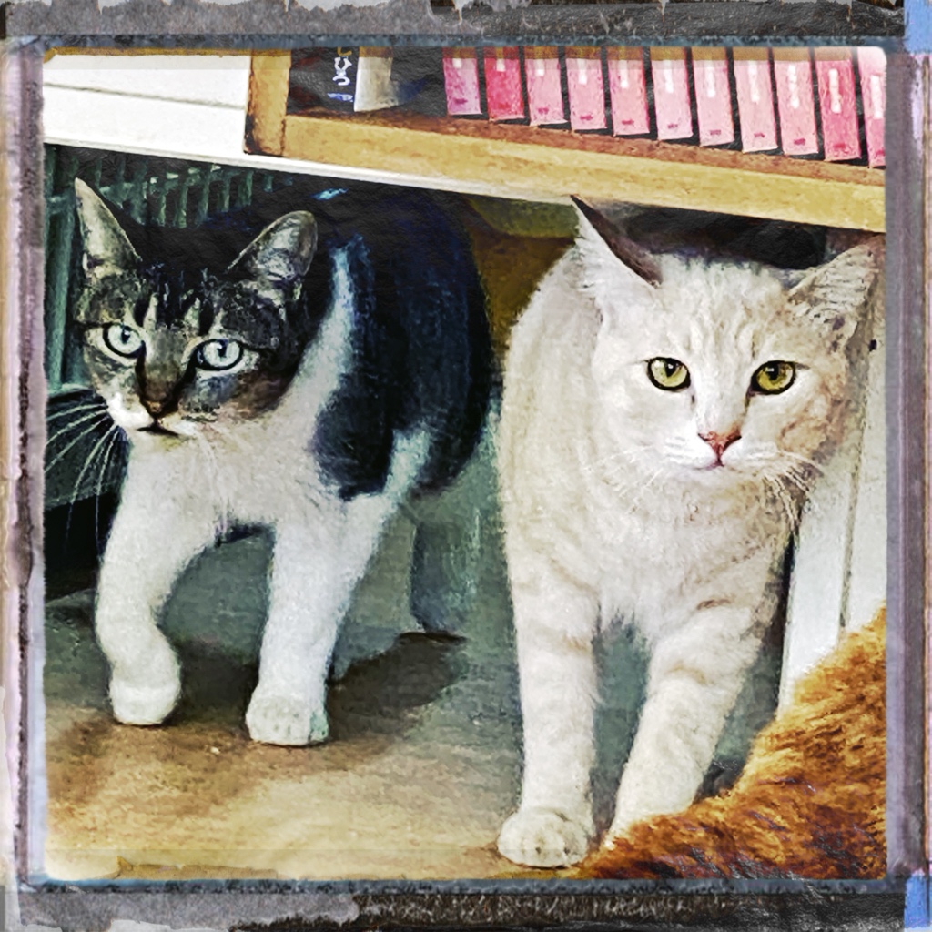 obi_wan_eclipse's tweet photo. Tag-team. #猫式 #cat #ShotoniPhone #Hipstamatic #JackLondon #Type10Pack #Standard https://t.co/udB7RcFAft