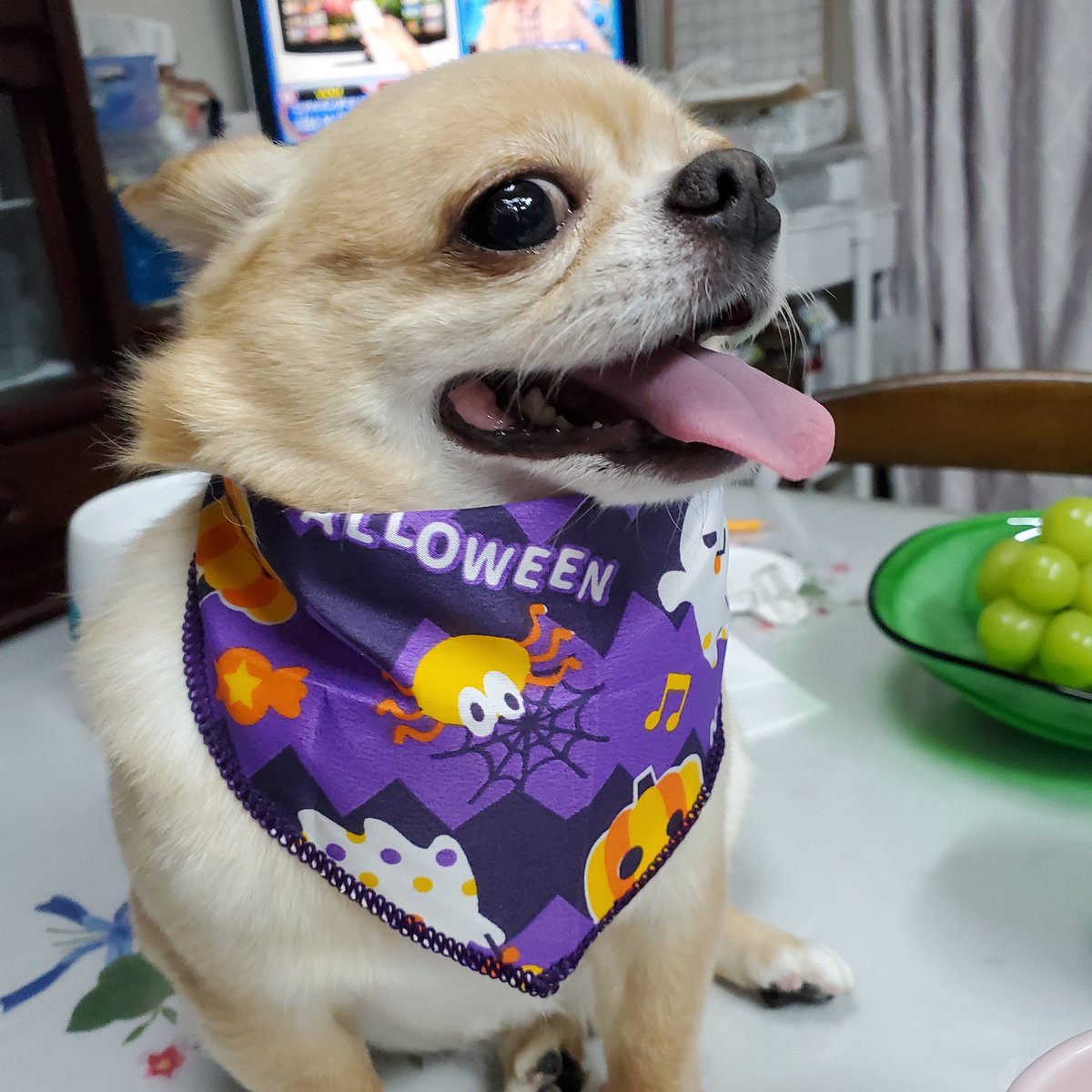 昨日家の🐶がトリミングに行って来ました。首にハローウインのターバンをつけて帰ってきました。