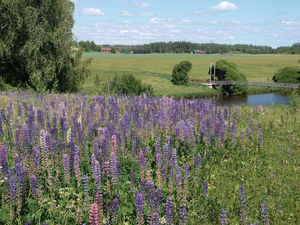 katri_eriksson's tweet photo. Jotta haitalliset vieraskasvit saadaan hallintaan, tarvitaan kaikki mukaan talkoisiin! https://t.co/zMxm60iW8u   #vieraslaji #mknmaisema https://t.co/72wwr04kDf