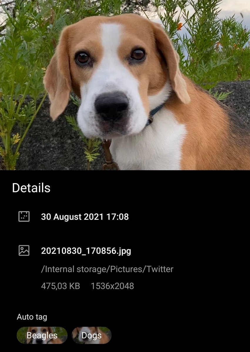 Real_LichKing's tweet photo. Photo 1: Was able to identify both "Dog" and "Beagle" https://t.co/rQ4vDXpmKw