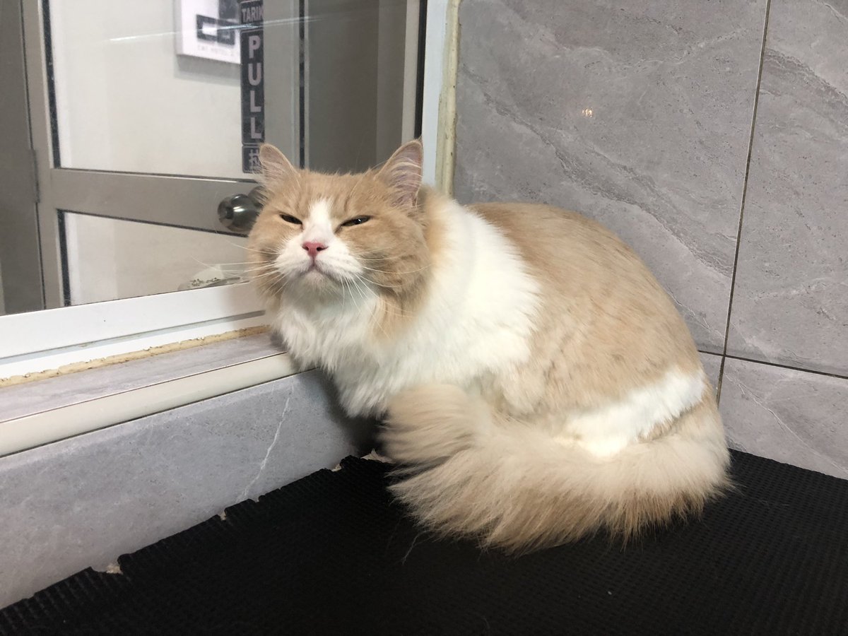 catzoniaLIVE's tweet photo. Si Nanny ni cam tak puas hati je😅

📍Catzonia Johor Bahru https://t.co/xgZ78m0sex
