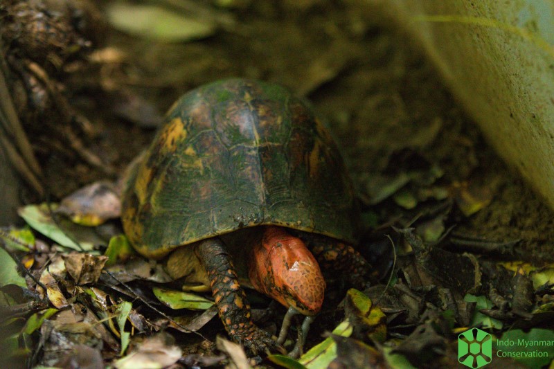 Asian Turtle Program tweet media