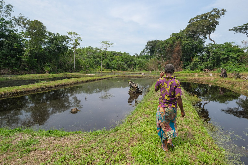 A woman walking between pisciculture ponds in Yanonge, Democratic Republic of Congo.