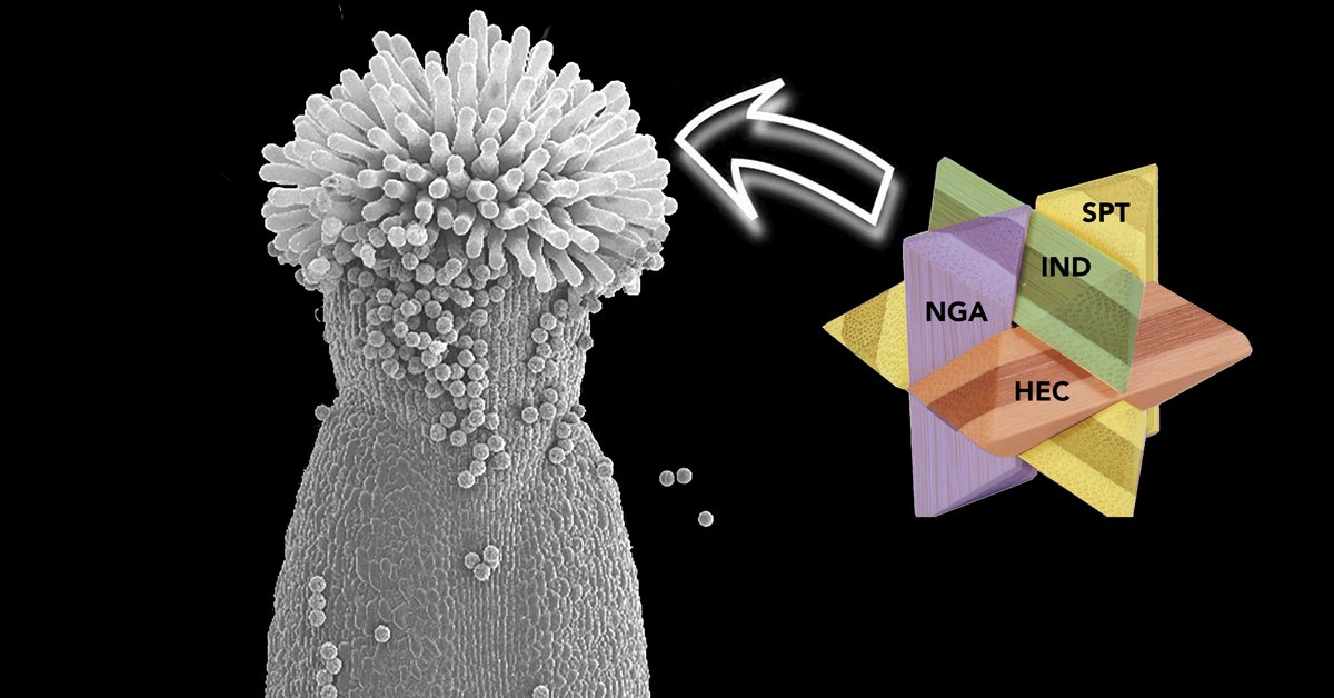 Investigadoras del <a href="/IBMCP/">IBMCP - Instituto de Biología Molecular y Celular</a> descubren cómo se forman los estigmas de las flores, un tejido fundamental para la polinización y la reproducción:
delegacion.comunitatvalenciana.csic.es/investigadoras…
<a href="/CSIC/">CSIC</a> <a href="/CSICdivulga/">CSIC Divulga</a> <a href="/cristicris09/">CristinaFerrandiz</a> <a href="/FerrandizLab/">FerrandizLab</a> <a href="/UPV/">Universitat Politècnica de València</a> <a href="/CPInnovacion/">CPI - UPV | Ciudad Politécnica de la Innovación</a> <a href="/UpvInnovacion/">UPV-innovación</a> <a href="/asociacionruvid/">Asociación RUVID</a> <a href="/ThePlantCell/">The Plant Cell</a>