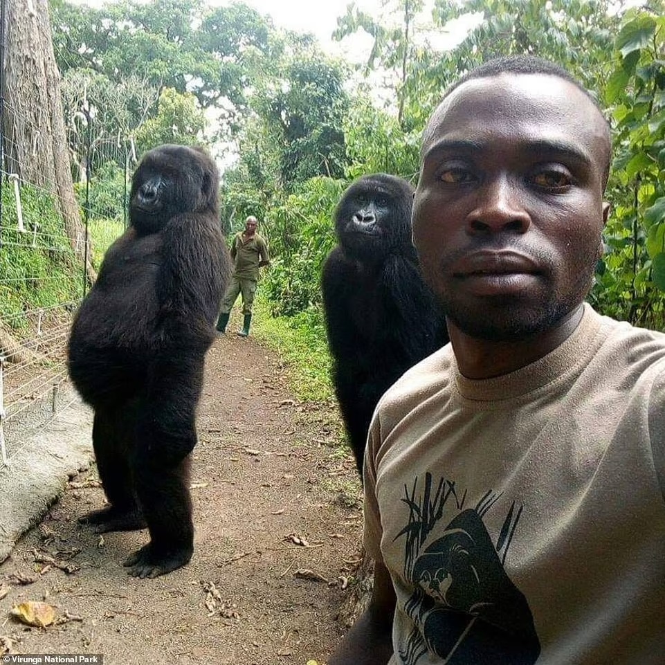 SudhaRamenIFS's tweet photo. Gorilla Ndakasi who got famous by the selfie with a ranger, passes away at the age of 14 at the Virunga National Park. She breathed her last in the arms of one of her caretaker Andre who had rescued her as an infant in 2007.

Via - Daily Mail - https://t.co/22Lh3SnTBT https://t.co/cHzQcBzxin
