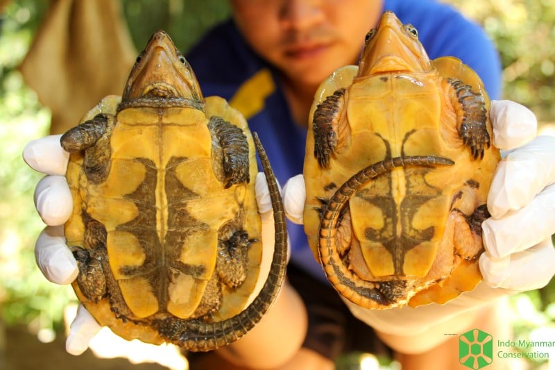 Asian Turtle Program tweet media