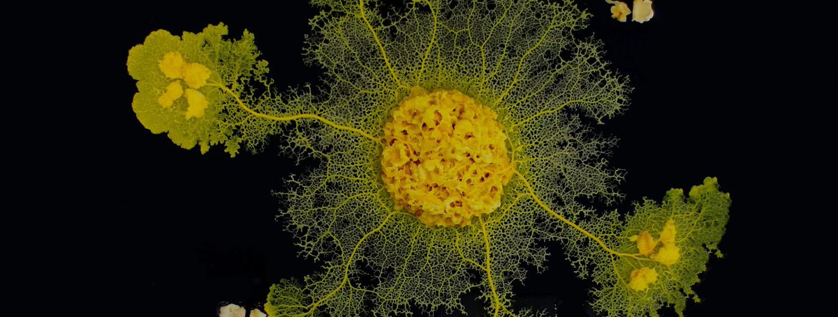 📺 Le film "Le blob, un génie sans cerveau", que nous avons coproduit avec <a href="/ARTEfr/">ARTE</a>, sera rediffusé sur la chaîne ce vendredi 8 octobre. Plongez-vous donc dans les mystères de cet organisme fascinant : ni animal, ni plante, ni champignon 😮