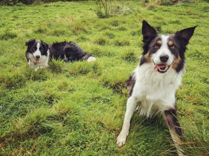 dansdogdaycare's tweet photo. #fursday morning fun with Will & Teddy ๐๐งก๐ถ#dansdogdaycare #bordercollie #dogs #bordercollieworld #bordercolliepuppy #bordercolliesoftheworld #bordercollielovers #bordercollies #collie #doglife #doglovers #love #doglover #bordercollielife #puppylove #cute #collieclub https://t.co/X4xzkJNRD8