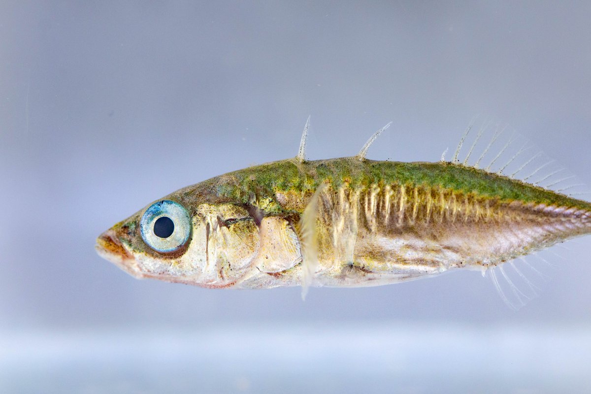 sticklelab's tweet photo. Who is sticklelab? Marion Nicolaus, @aparajitha_, @JakobGismann. We are behavioural ecologists @univgroningen. We study individual differences in #sticklebacks in the field and in mesocosms using remote RFID tracking technologies. Stay tuned for upcoming exciting results! https://t.co/hp6d3t5GS4