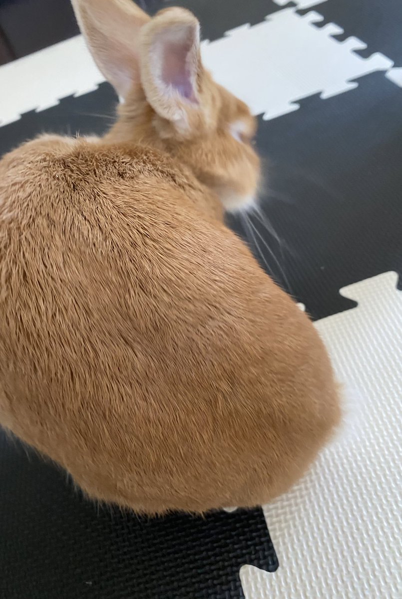 B__o_ss's tweet photo. ぶれてしまった…(´・ω・｀)
でも可愛いBOSSくん https://t.co/85KJSBodJH