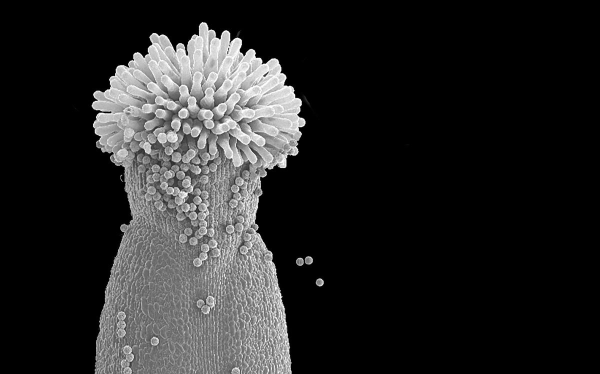 Investigadoras del #CSIC descubren cómo se forman los estigmas de las flores.

Un grupo de investigación de <a href="/IBMCP/">IBMCP - Instituto de Biología Molecular y Celular</a> publica las instrucciones genéticas que siguen las plantas con flores para formar el estigma, un tejido clave en la polinización.

➡️ bit.ly/3liaR9q