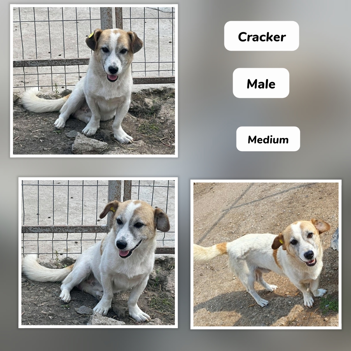 FOSTER TO ADOPT 
Cracker. Medium sized male.
Kids: 14+
Dogs: Medium female only.
Cats: No.
Shy and needs a quiet home.
Fencing: 5ft minimum. 
#TeamZay #Romanianrescuedogs #FosterToAdopt
