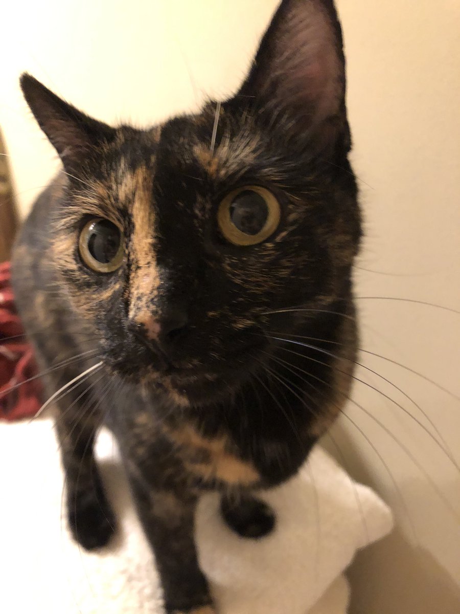 LuckyKittyDog's tweet photo. Morning🙋🏻‍♀️ https://t.co/nminhIVqSV