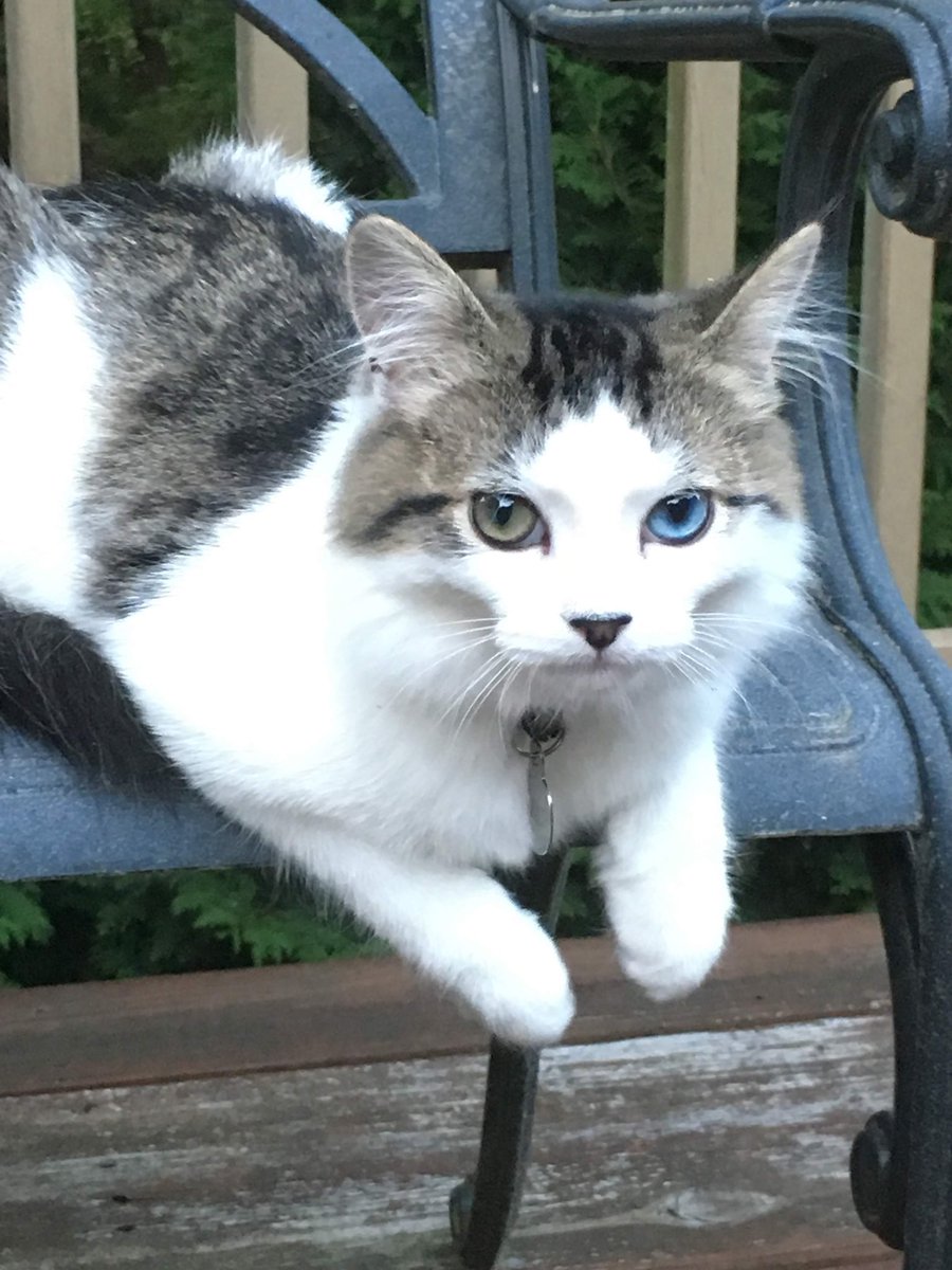 LuckyKittyDog's tweet photo. Morning🙋🏻‍♀️ https://t.co/nminhIVqSV