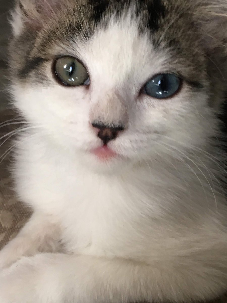LuckyKittyDog's tweet photo. Morning🙋🏻‍♀️ https://t.co/nminhIVqSV