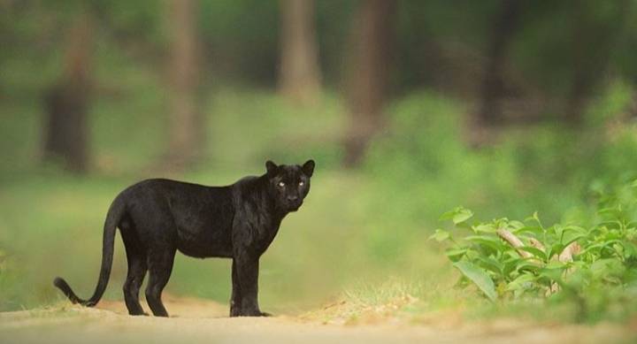 Животные нат. Черная пантера Nat geo Wild. Пантера Nat geo. Лес кабини Индия. Индийская черная пантера.