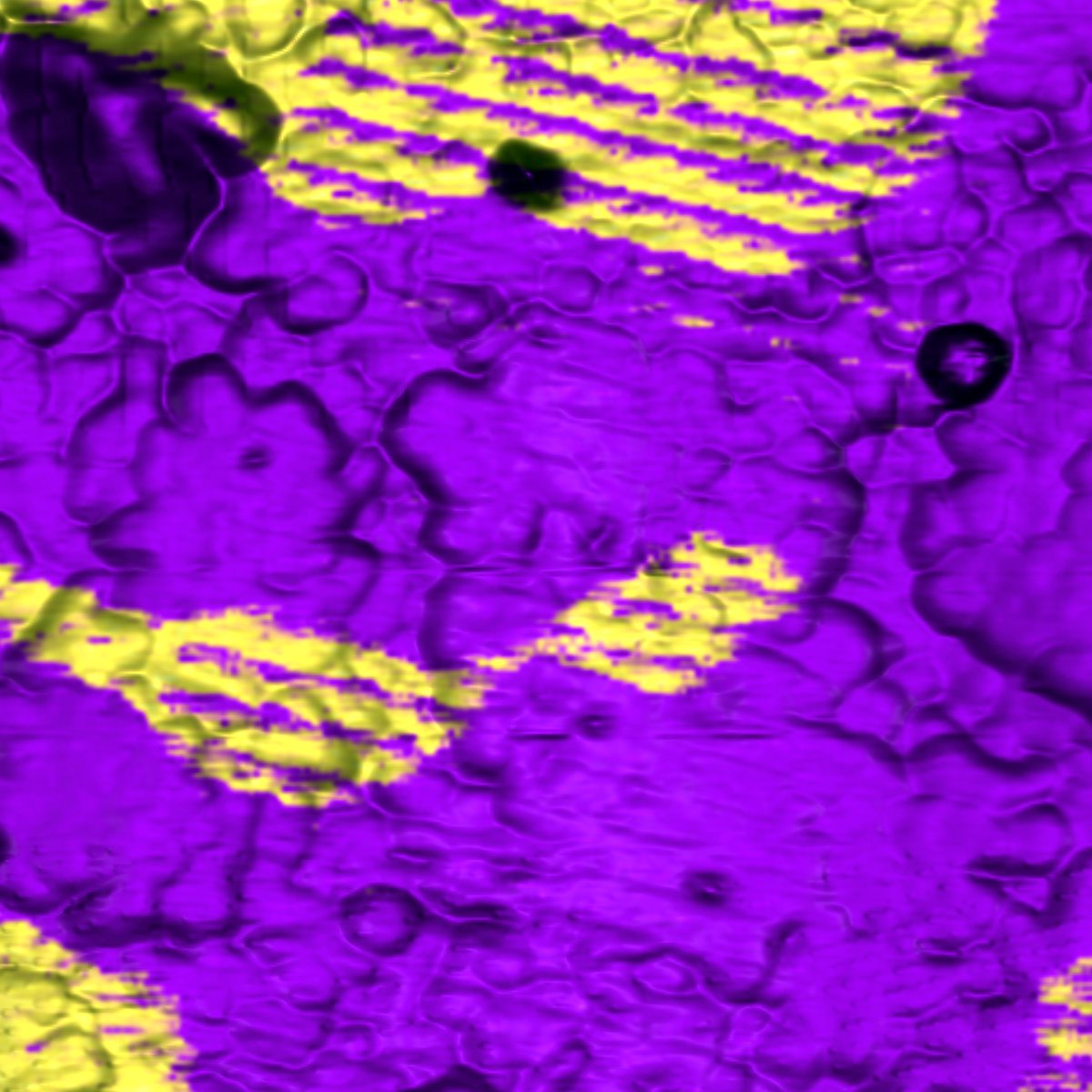 NTMDT's tweet photo. In-plane PFM response on thin film. Image size: 5x5 um
.
.
#NTMDT #PFM #ThinFilm #NanoMuseum #LPFM #NTEGRA #NTMDT #НТМДТ #Интегра https://t.co/u8VReYJBQK