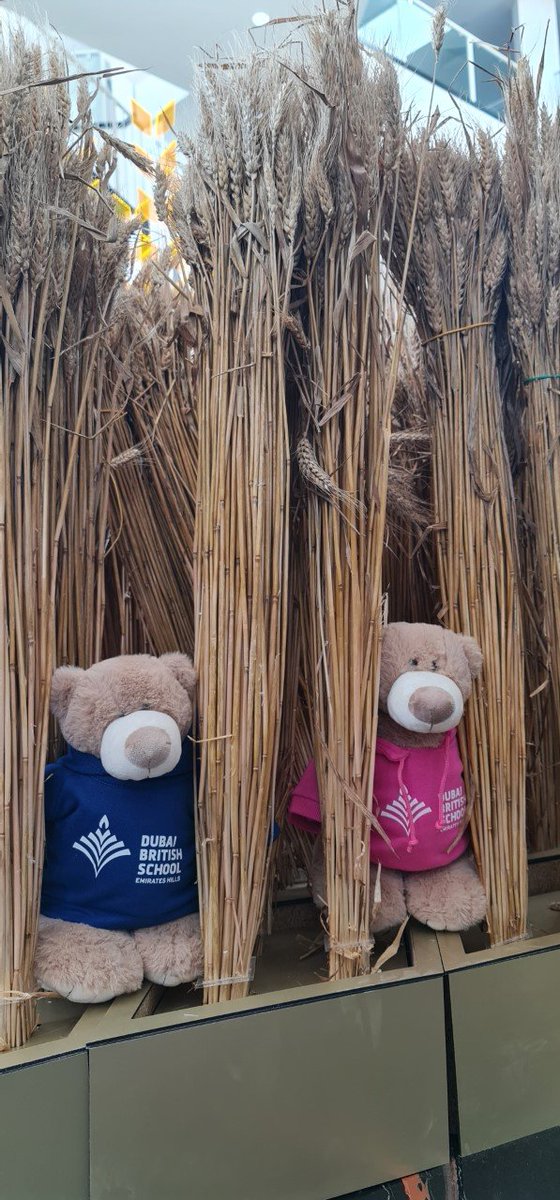 Year 6 | DBS Emirates Hills tweet media