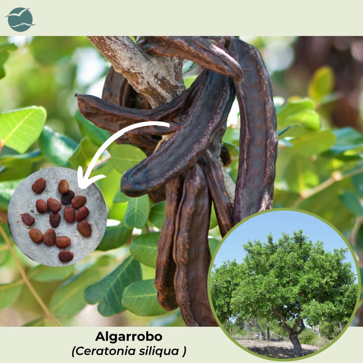 CalblanquePR's tweet photo. Las semillas del #Algarrobo son todas prácticamente iguales, su tamaño y peso es muy uniforme👉 Aprox. 0.2 gramos. Por lo que en la antigüedad se utilizaban para pesar joyas💍
💎De su nombre griego (Keration) proviene la palabra #Quilate, y hoy en día un quilate pesa 0.2 gramos😃 https://t.co/JtGtBVDbK0
