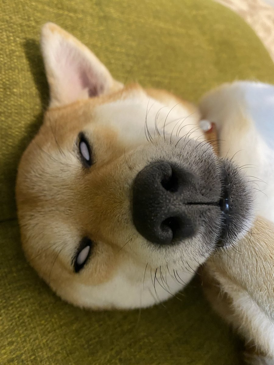 タグ 変顔 の注目ツイート メガとんトラック