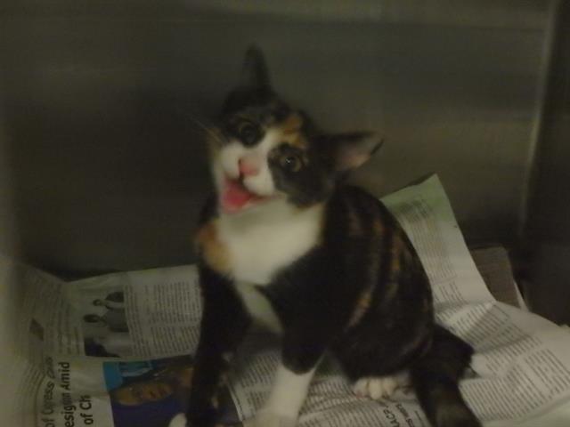 ¡Hola! My name is Candy corn and I am an unaltered female, tortie and wh… petharbor.com/pet.asp?uaid=L…