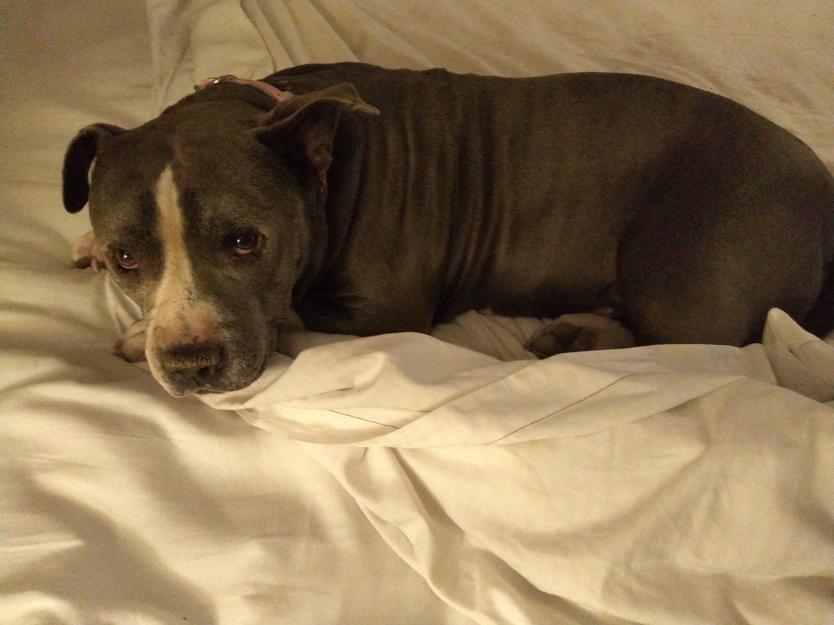 BillKoegler's tweet photo. @LauraAl36237174 On Vacation with my Best Friend, Joe McBro the old Blue Nosed Pitbull. ( His bestie is a Cat named Dave !! ) https://t.co/7NjLrVIbyy