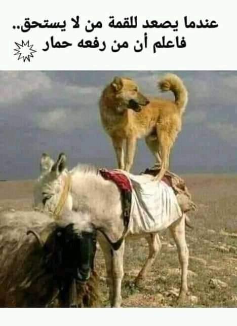 Sabaah0's tweet photo. @DoaaIyi https://t.co/vuzGmYyz32