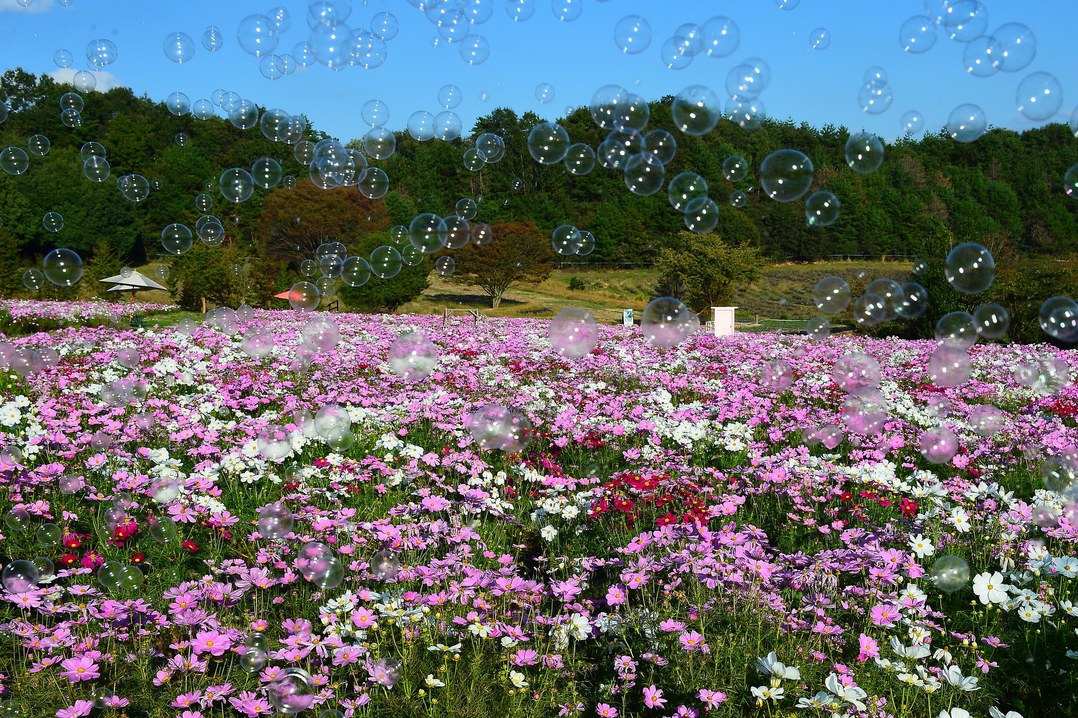 香山ラベンダーの丘 Twitter Search Twitter