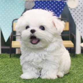 pupkoo !! (@pupkoofiles) on Twitter photo 