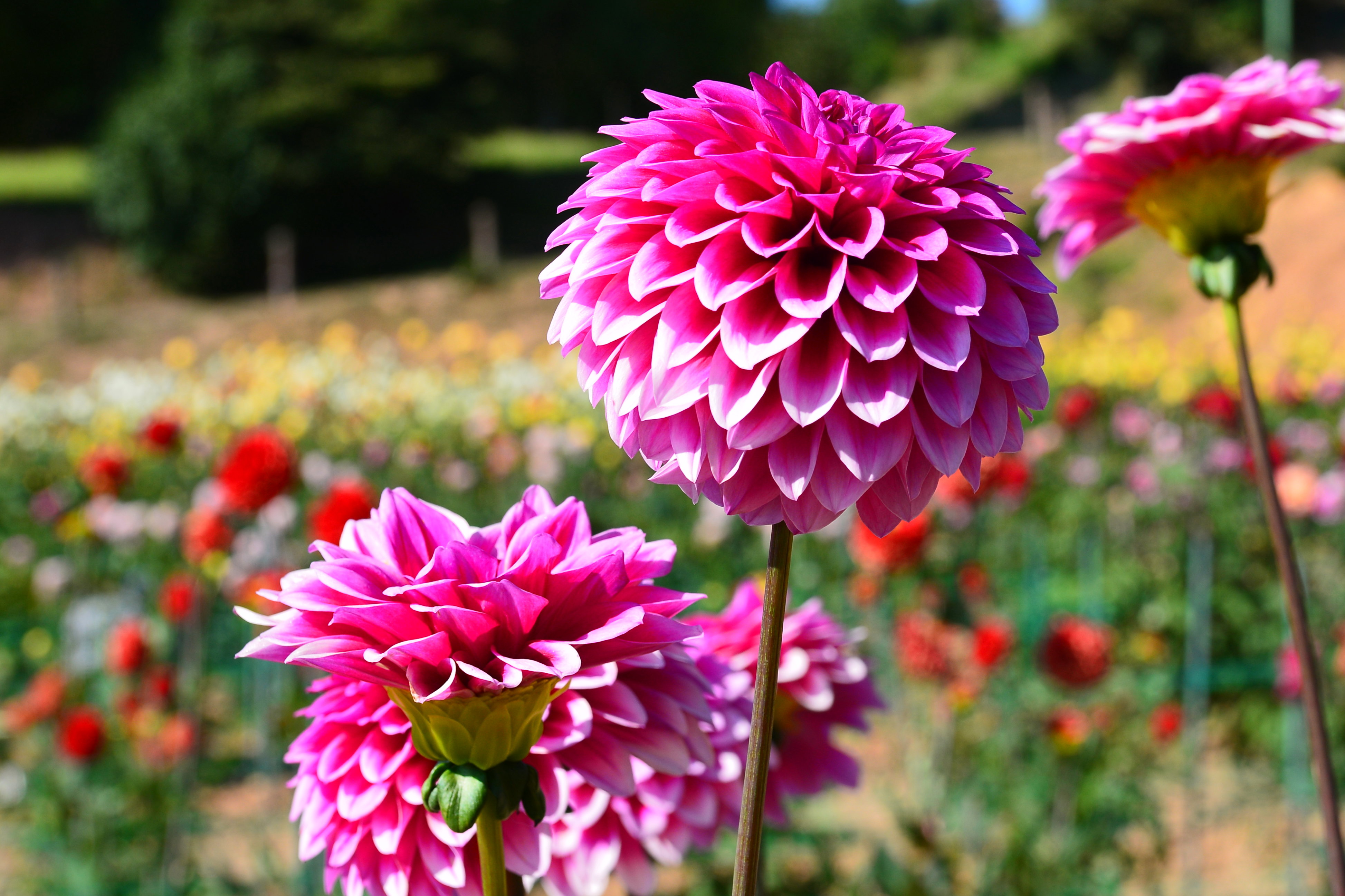 香山ラベンダーの丘 Twitter Search Twitter