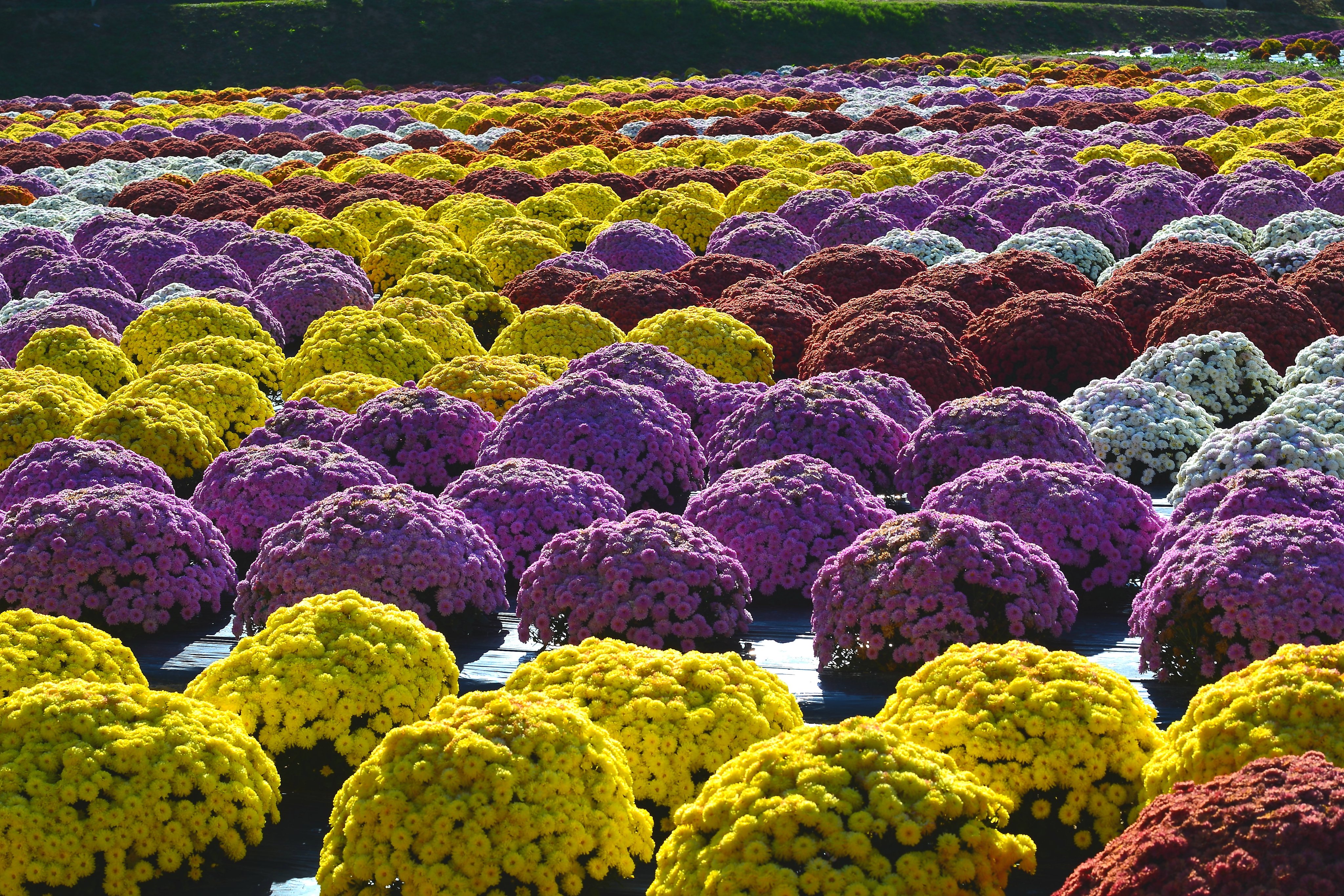 香山ラベンダーの丘 Twitter Search Twitter