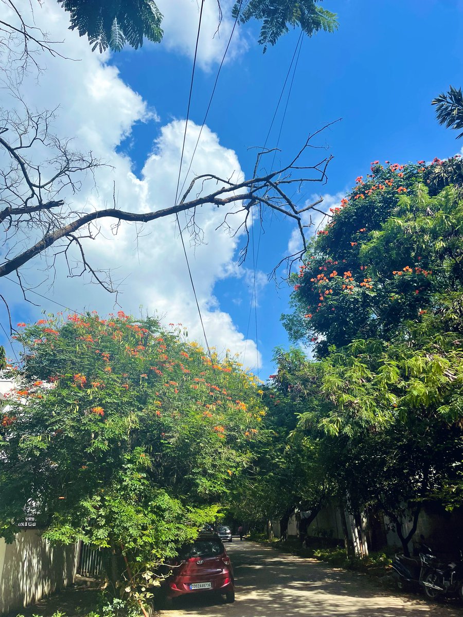 Meg_Srinivas's tweet photo. Love being back home 🥰✨
Naturally air conditioned afternoon walks 🏡 #BackToBangalore https://t.co/qMyRnSphUl