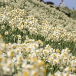 ツイートに含まれる画像