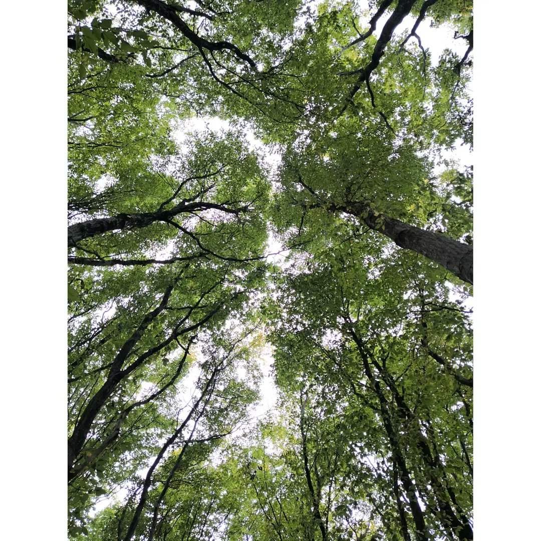 Lu_Bi_No's tweet photo. Zile 🤍🍂🤍
#forestlover #reconect #peaceandquiet #forestphoto #Autumn #melancholy #love https://t.co/MCmfY7H0yC