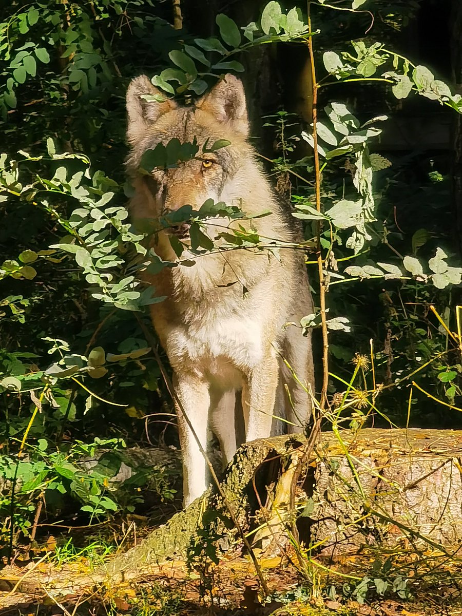 WOLFCENTER_'s tweet photo. Unser Seminar Wolf - "Wildlebende Wölfe im Deutschland" findet diesen Samstag statt. Kommt doch auch vorbei. Wir haben noch freie Plätze. #wolves #seminar #wildwolves #germany #lowersaxony #wolfcenter #greywolve https://t.co/h7I5Ue8wHV