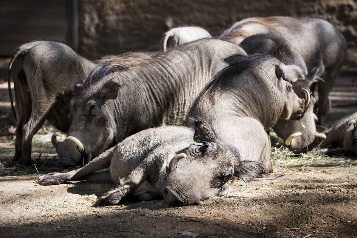 ZooBarcelona's tweet photo. El #facoquer és un porc salvatge africà🌍 gairebé desproveït de pèl, a excepció de la llarga crinera.
Són força característics els parells de berrugues que té a la cara i els grans ullals que presenten tots dos sexes, tot i que més desenvolupats en els mascles. https://t.co/3VkupsxTSg